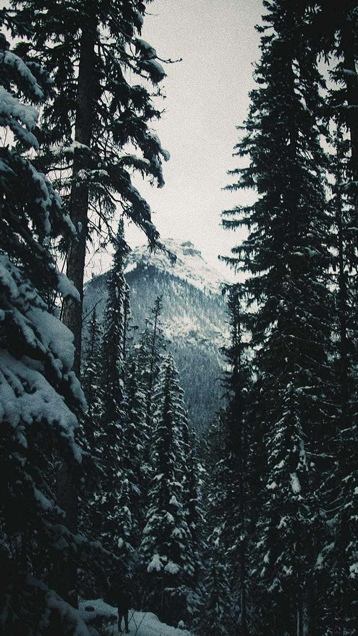 Sentila Magia Di Un Meraviglioso Paesaggio Invernale Bianco Sfondo