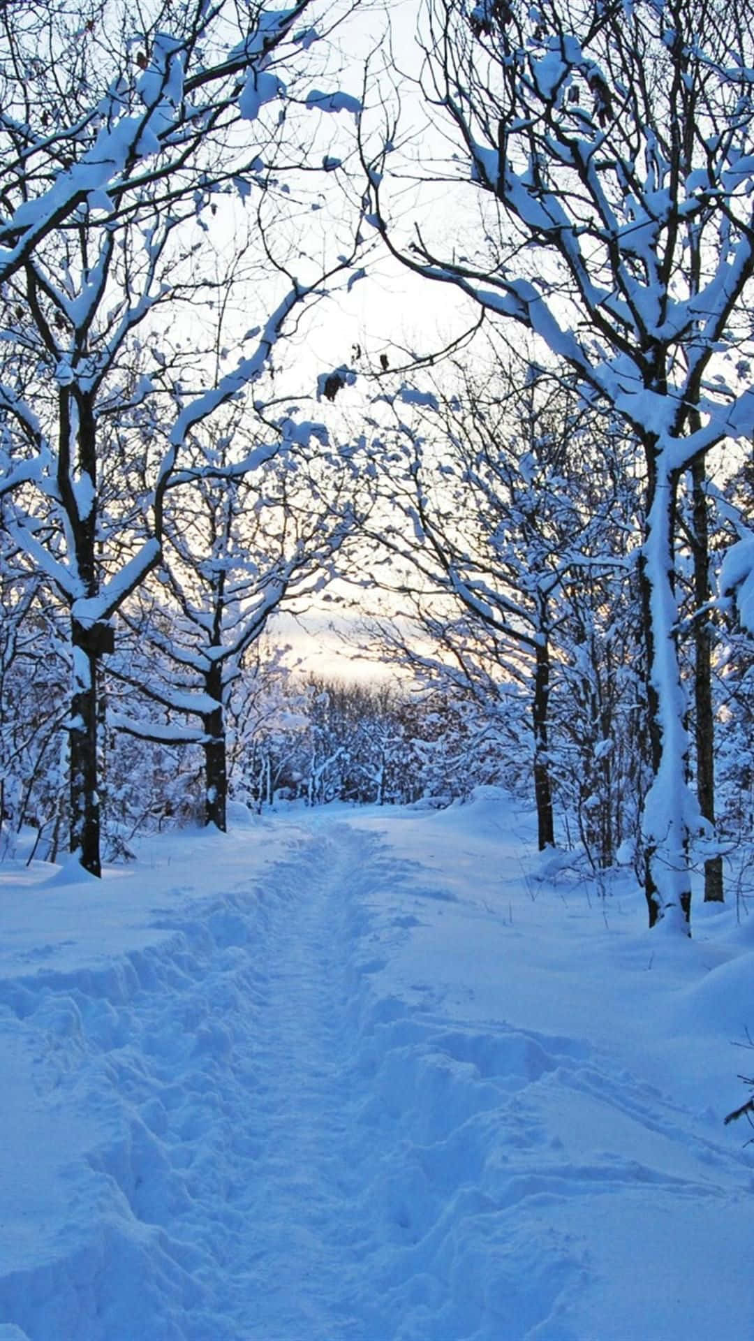 !Nyd den fredelige skønhed af naturen i vinter med din iPhone! Wallpaper