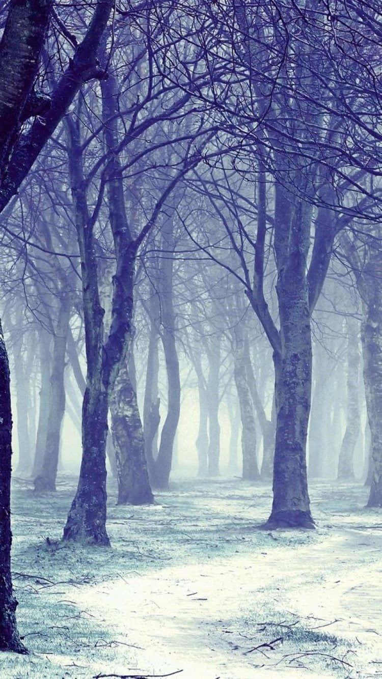 Træer Nature Vinter iPhone Baggrund Wallpaper