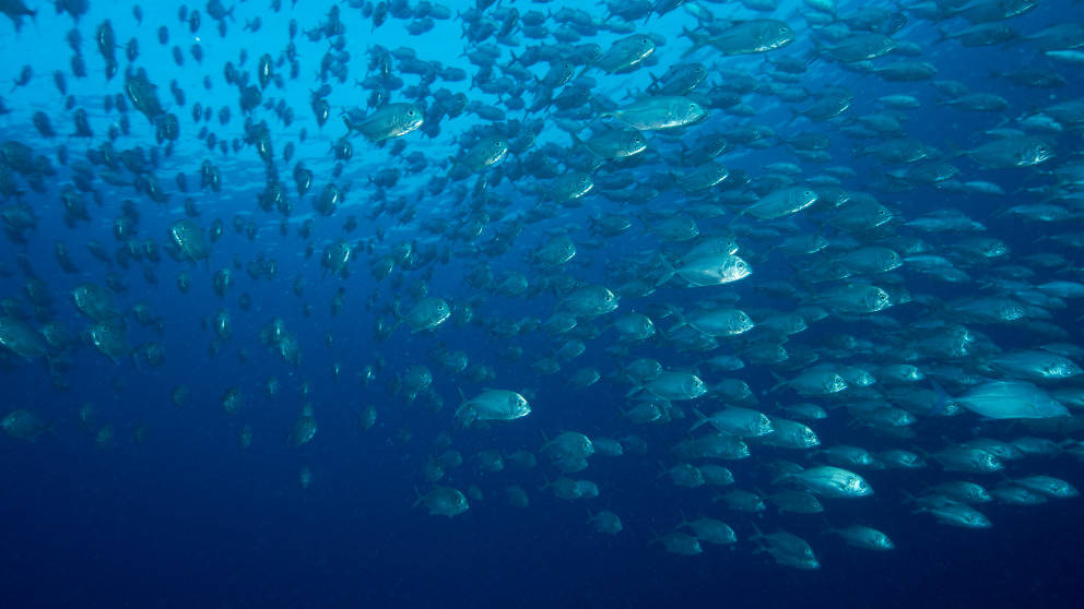 Nauru School Of Fish Wallpaper