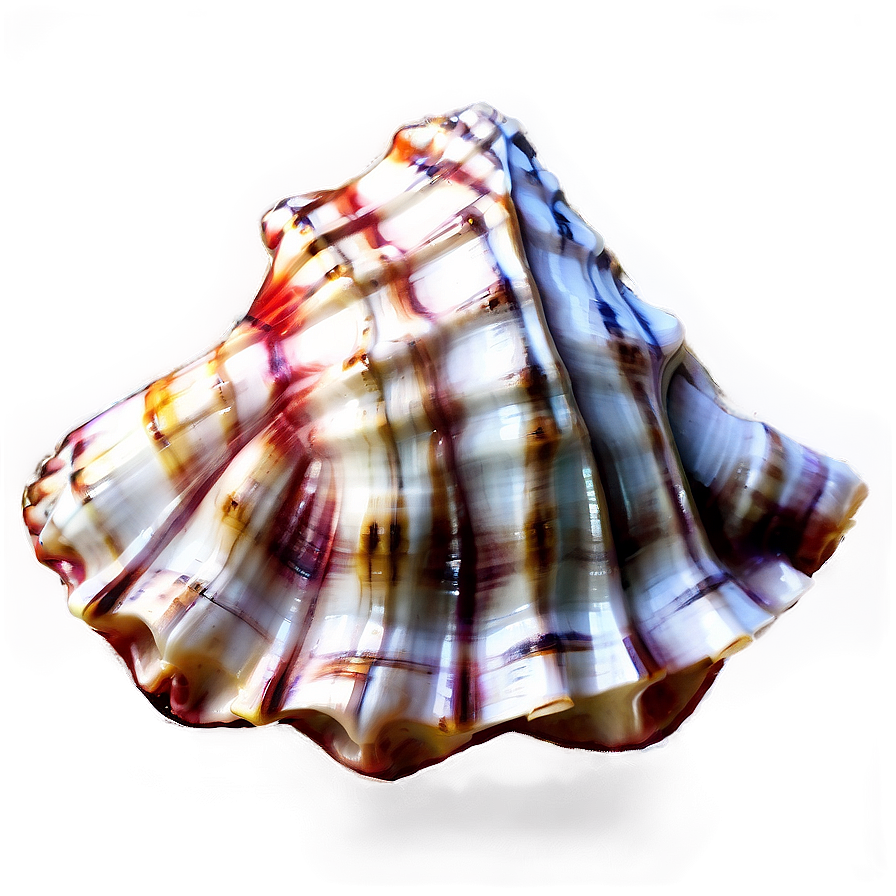 Nautical Conch Shell Png Puf80 PNG