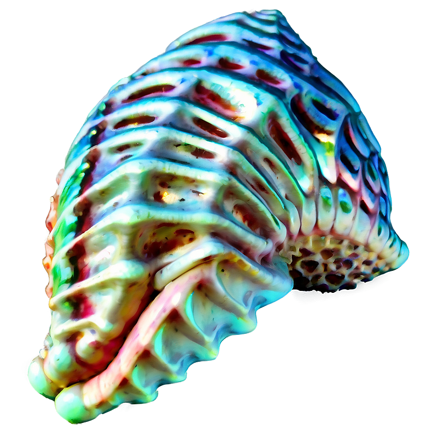 Nautical Conch Shell Png Wcu PNG