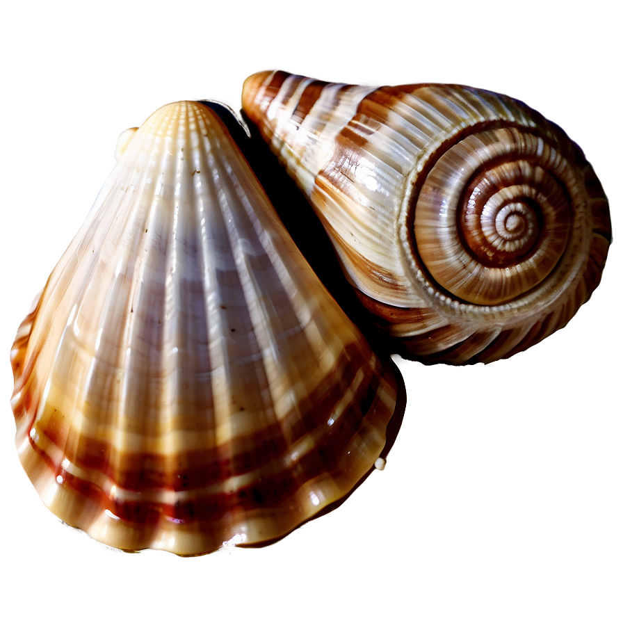 Nautical Seashells Png 06132024 PNG