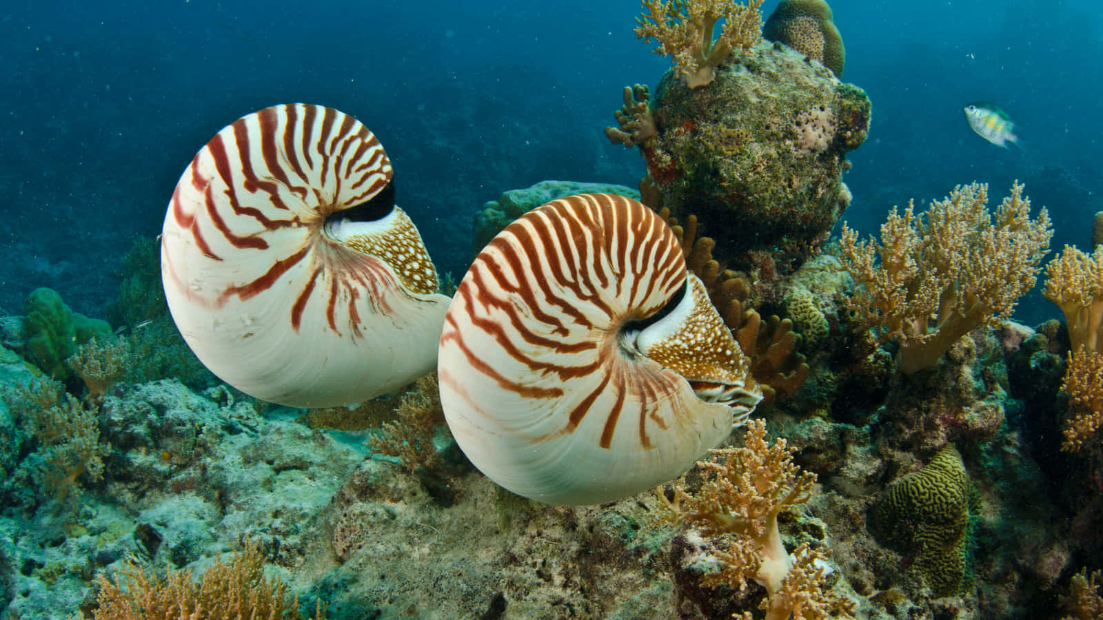 Nautilus Pair Underwater Coral Reef Wallpaper