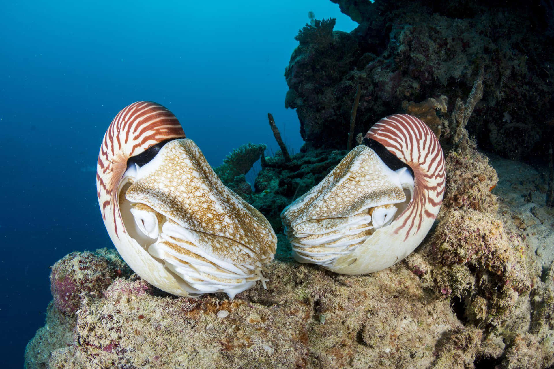 Nautilus Pair Underwater Reef Wallpaper