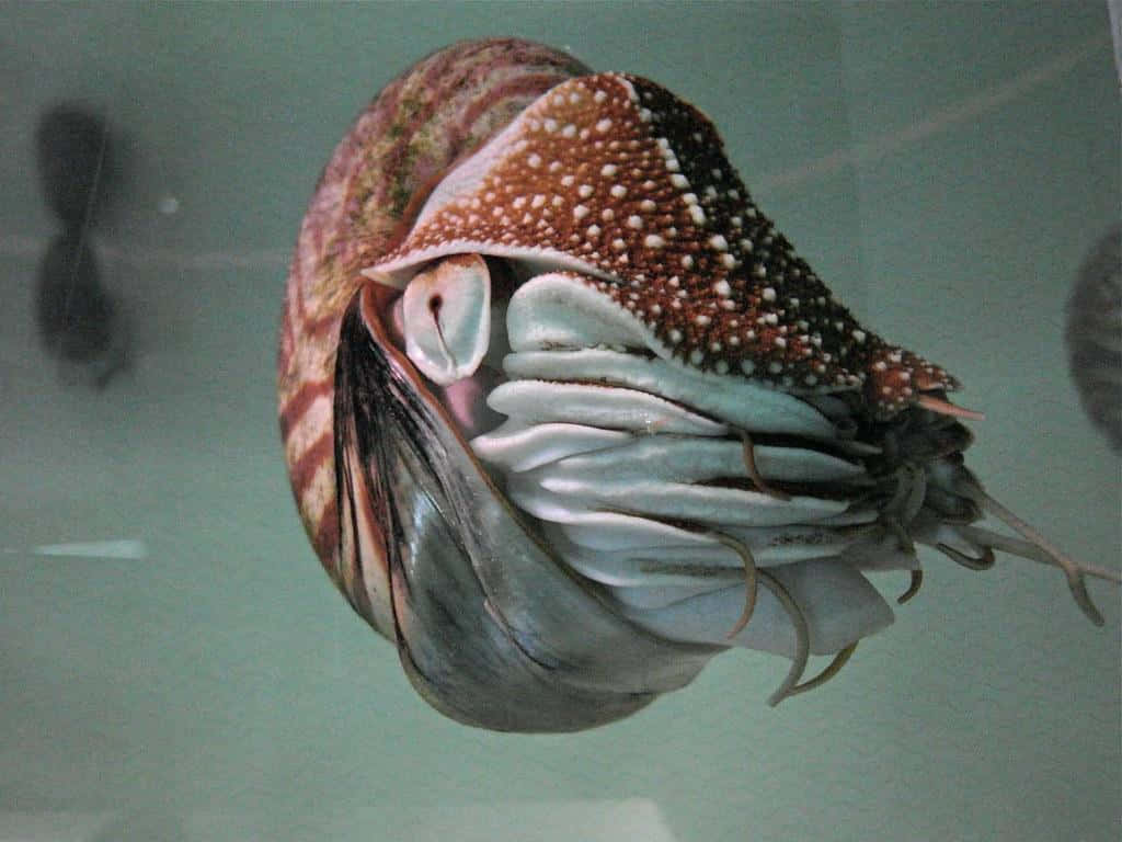 Nautilus Pompilius Swimming Wallpaper