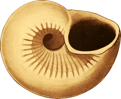 Nautilus Shell Cross Section PNG