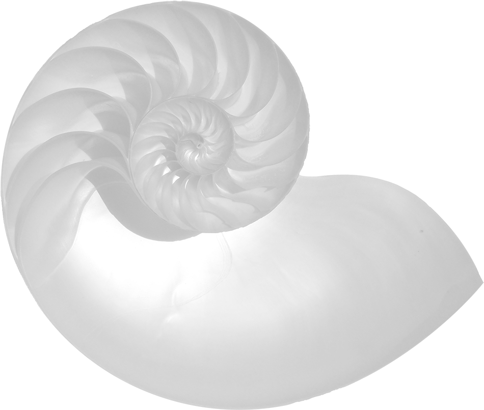Nautilus Shell Golden Ratio Spiral PNG