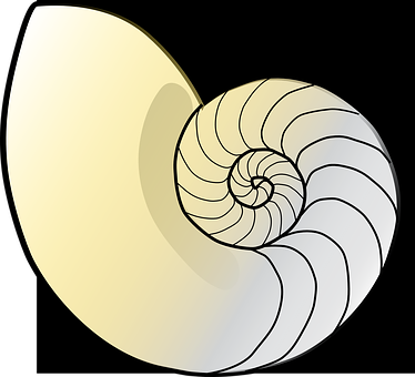 Nautilus Shell Illustration PNG