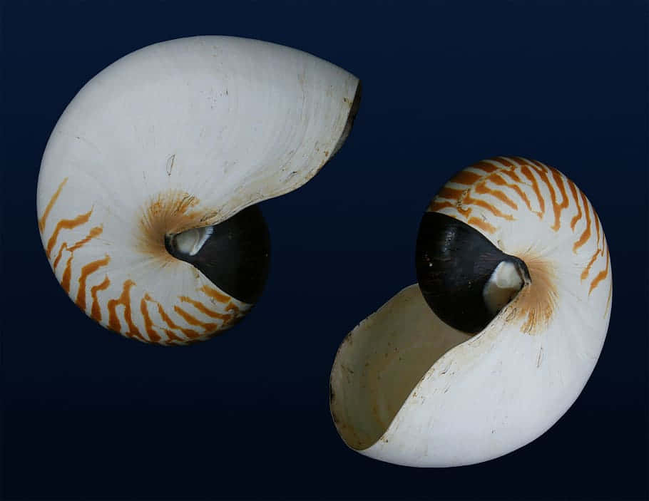 Nautilus Shell Pair Spiral Pattern Wallpaper