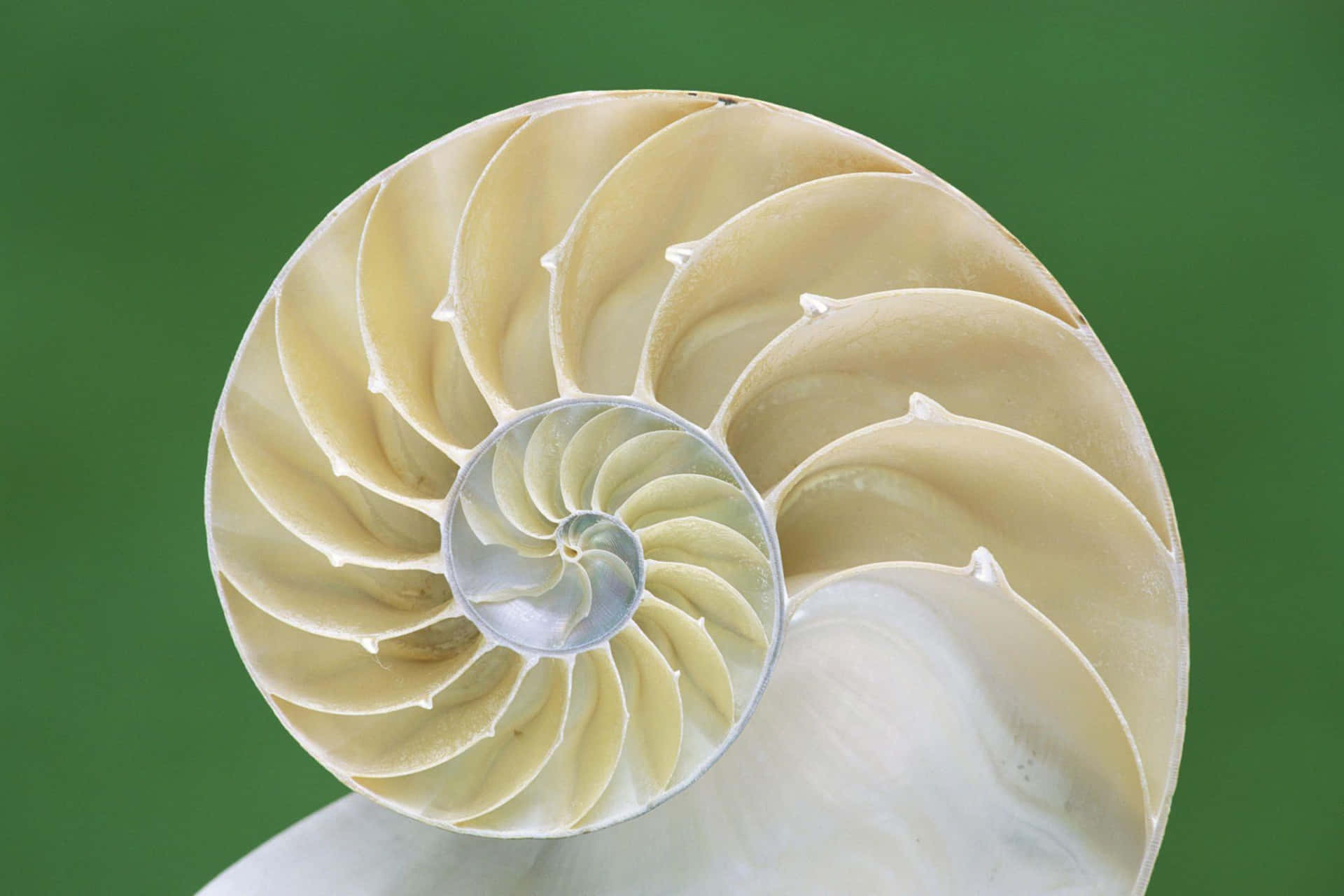 Nautilus Shell Spiral Pattern Wallpaper
