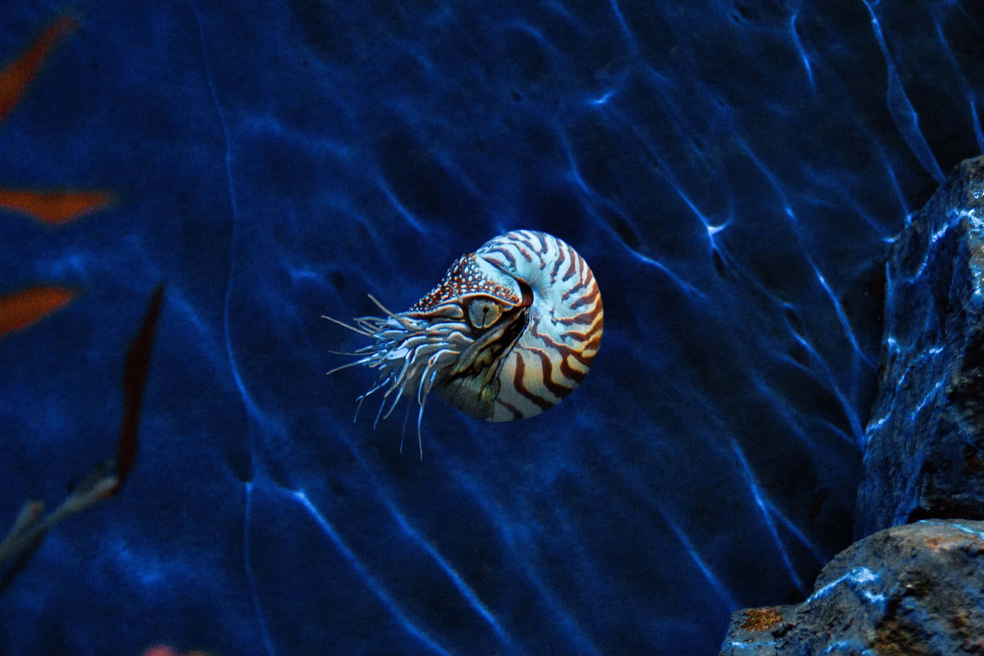 Nautilus Swimming Blue Waters Wallpaper