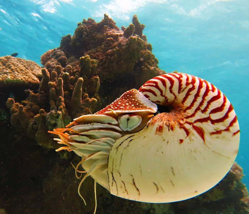 Nautilus Swimming Near Coral Reef Wallpaper