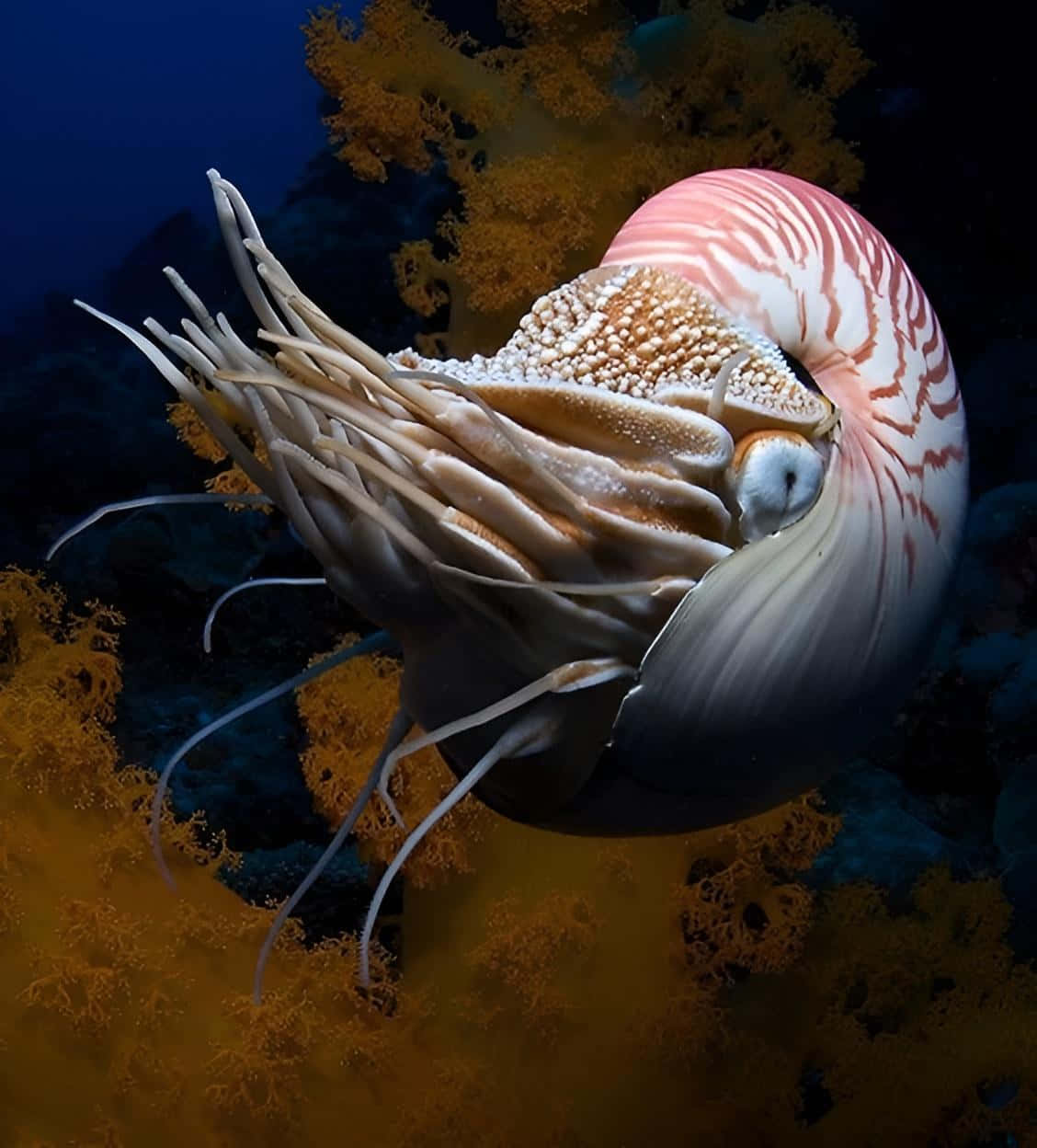 Nautilusin Deep Sea Wallpaper