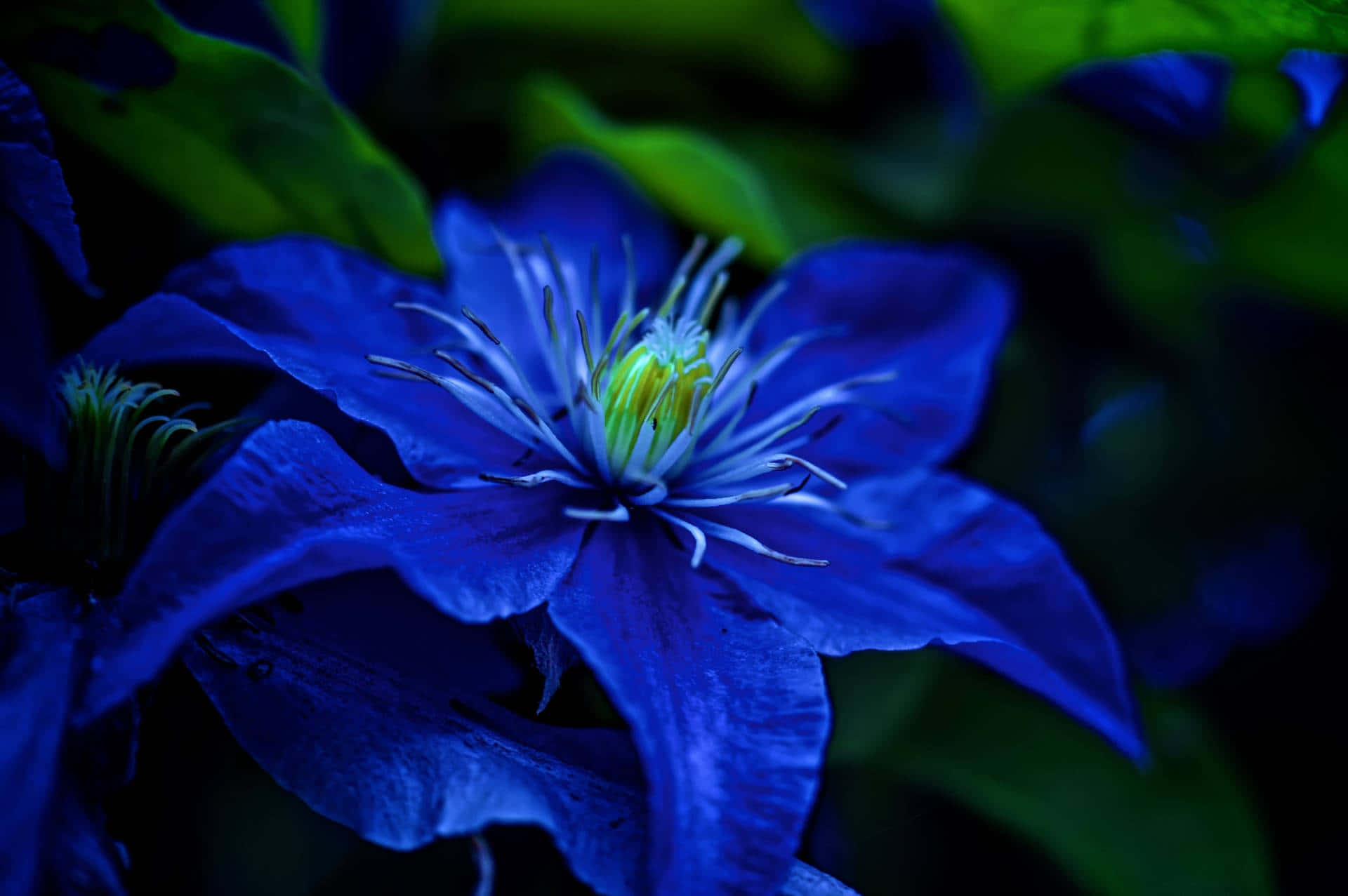 Navy Blue Clematis Flower Closeup Wallpaper