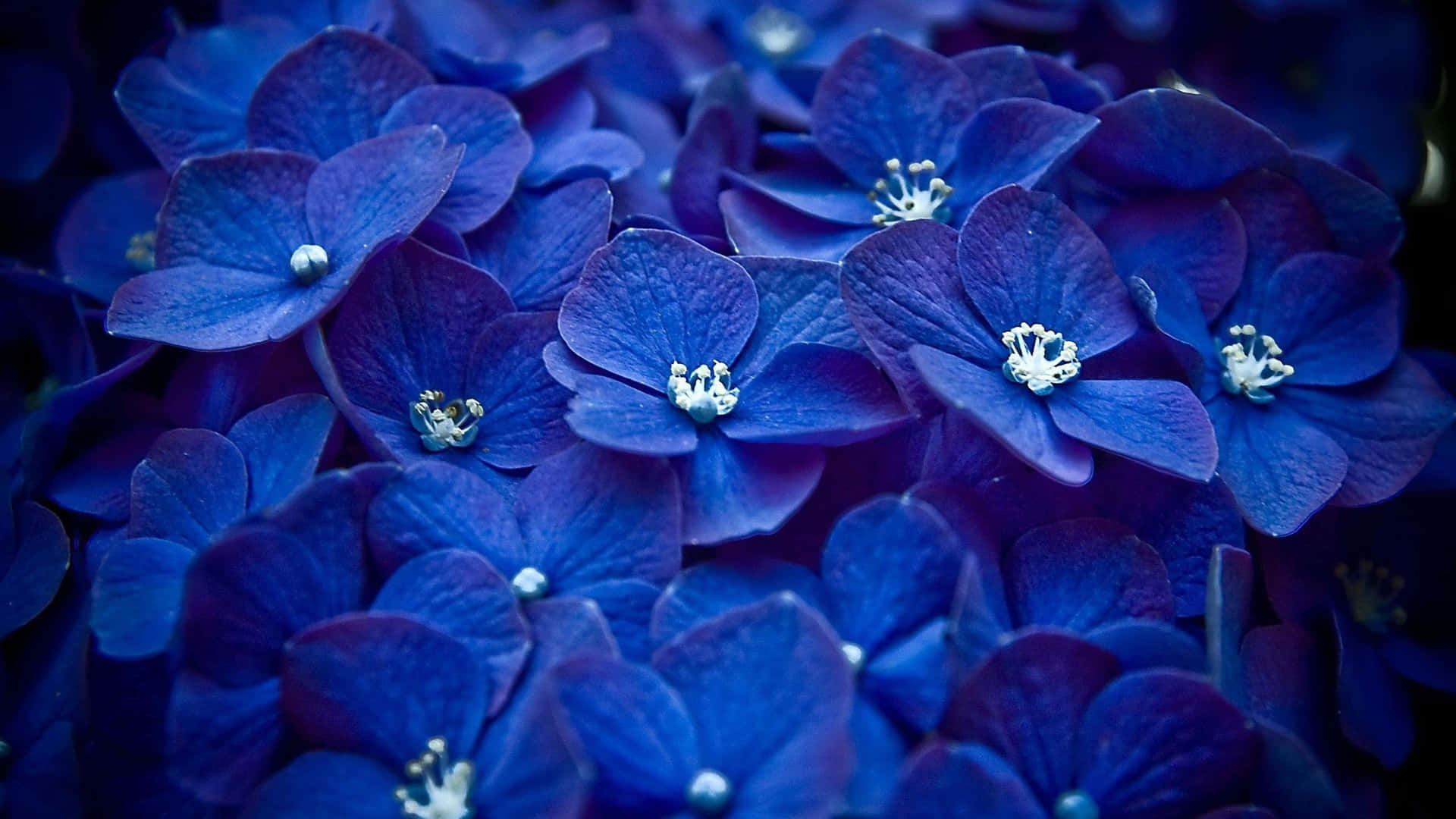 Navy Blue Hydrangea Blossoms Wallpaper
