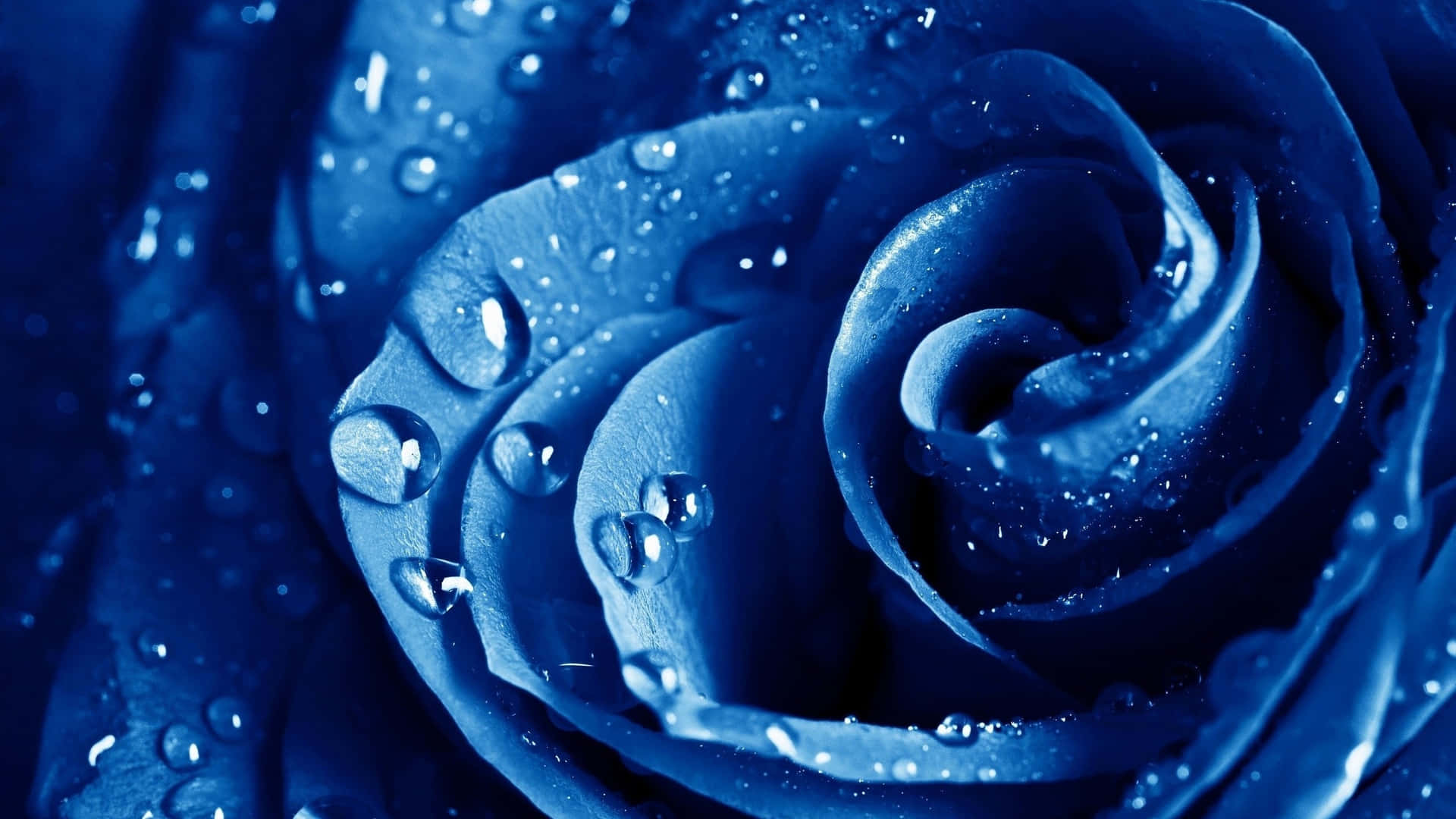 Navy Blue Rosewith Dew Drops Wallpaper