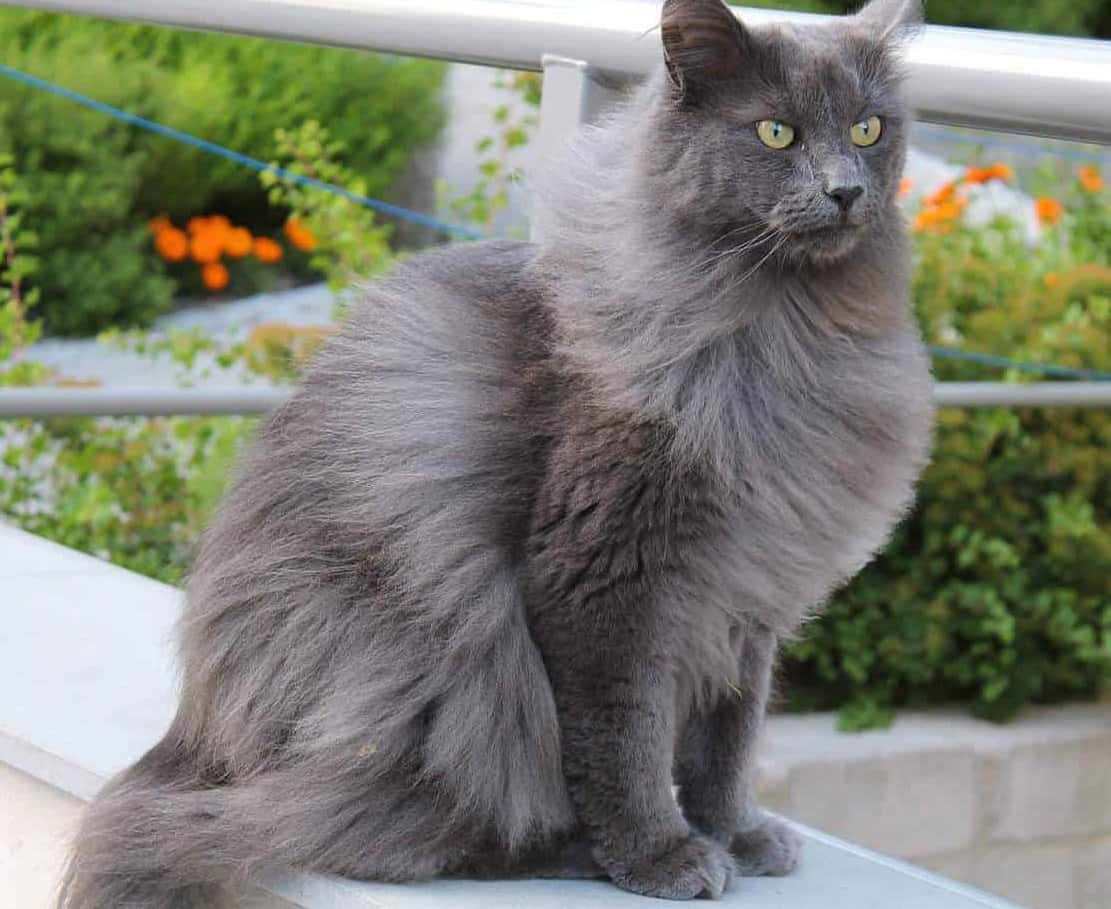 Nebelung cat sitting in a serene background Wallpaper