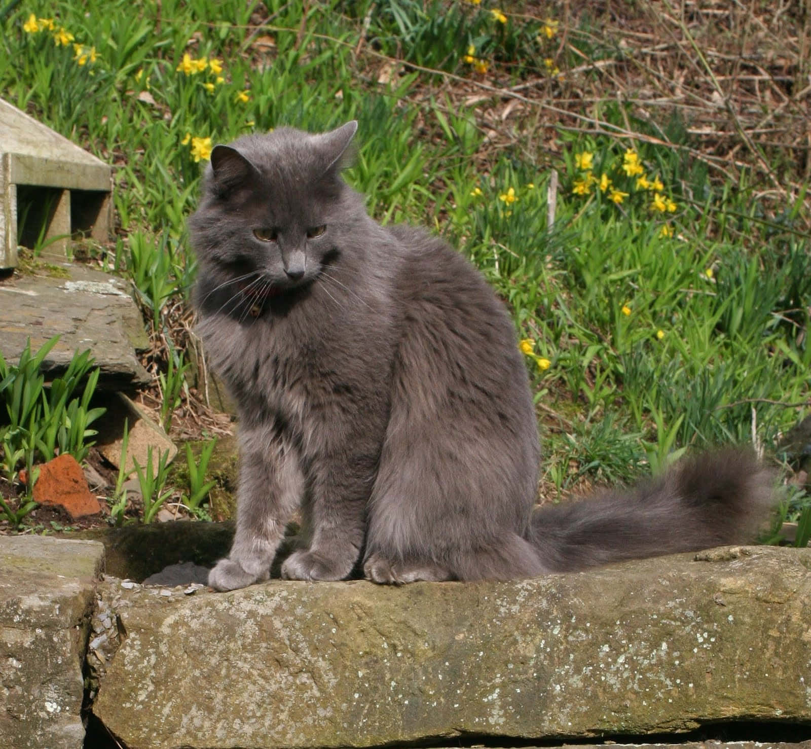 Bijschrift: Majestueuze Nebelung Kat Die Gracieus Op Een Paarse Bank Liggt Achtergrond