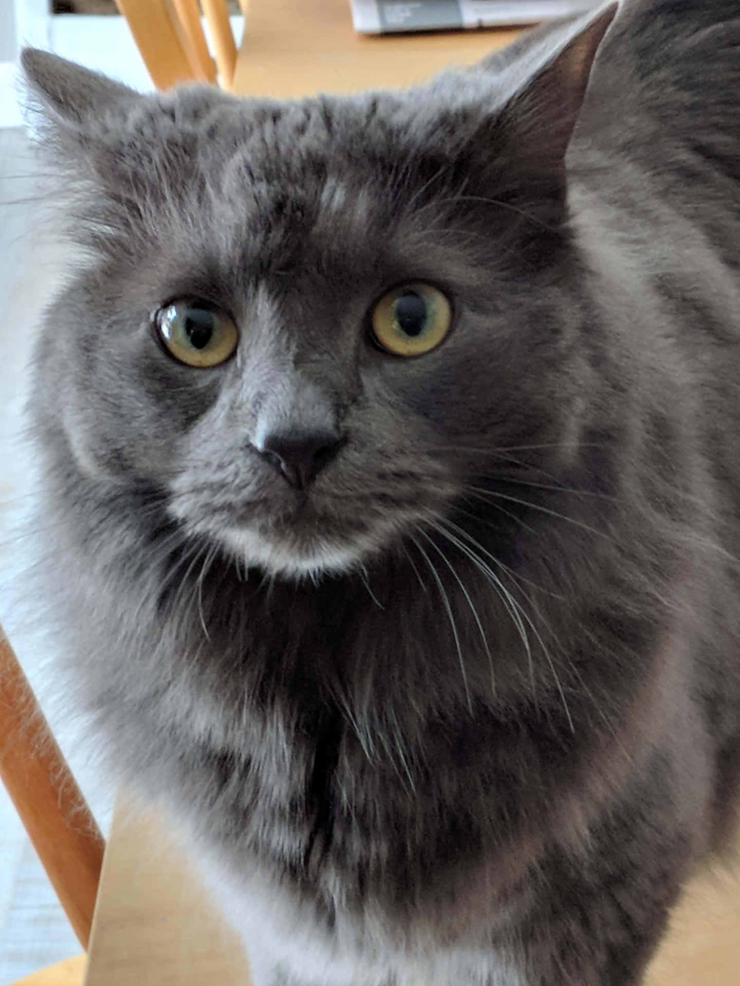 Graceful Nebelung Cat Lounging on a Cozy Couch Wallpaper