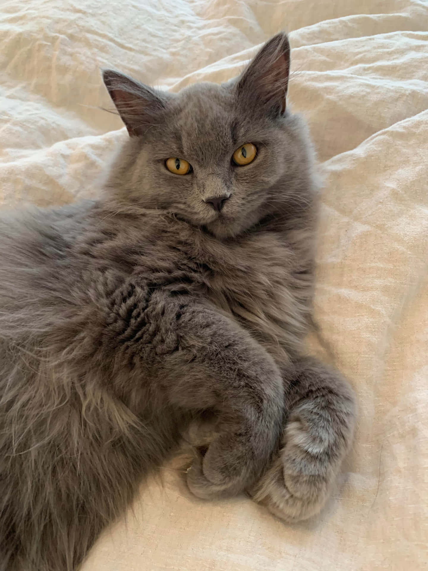 Nebelung Cat Lounging in Cozy Space Wallpaper