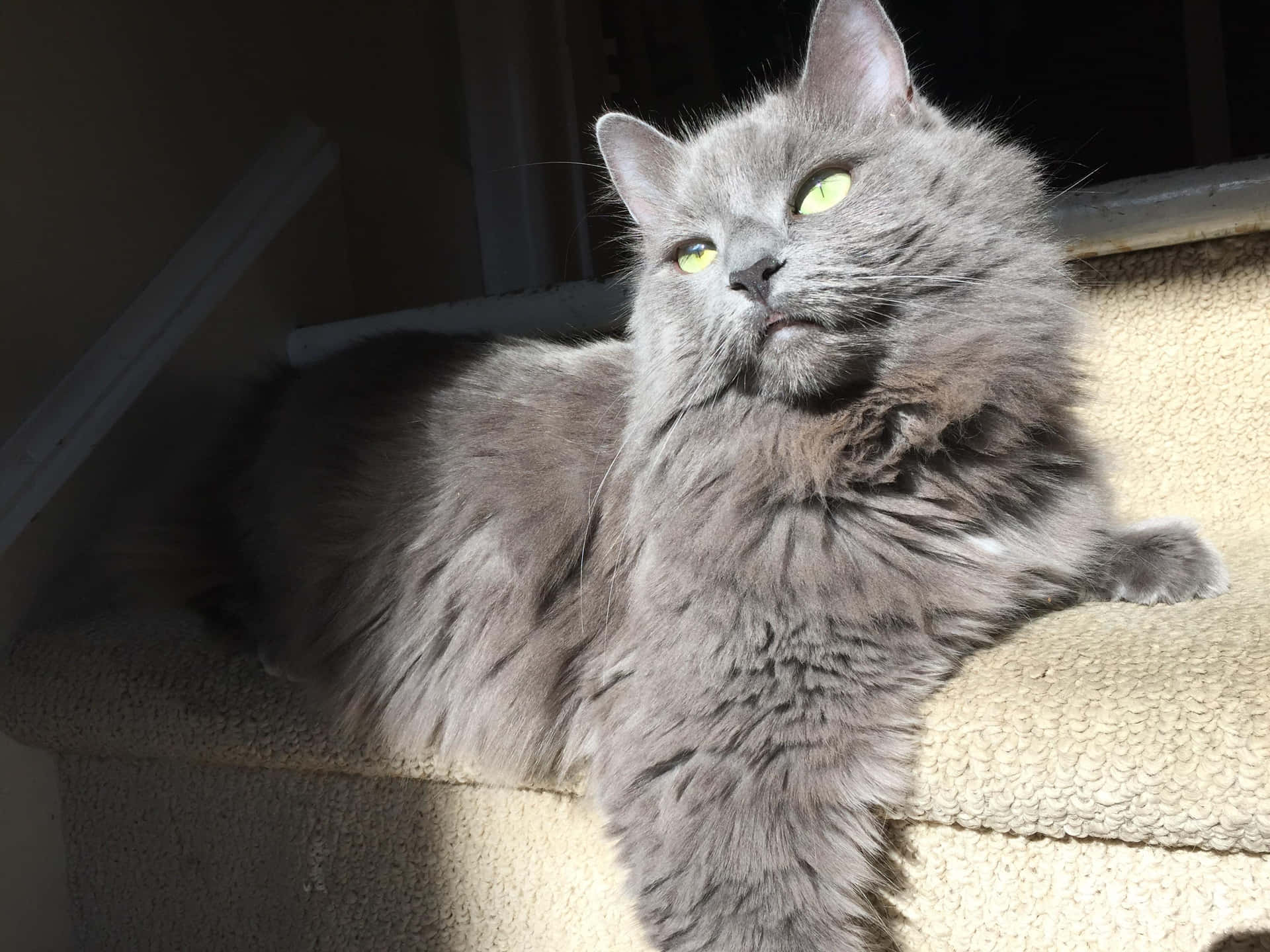 Majestic Nebelung cat relaxing in the sunlight Wallpaper