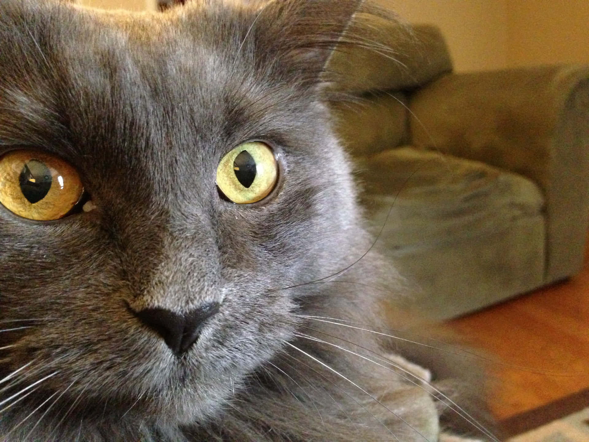 Majestic Nebelung Cat Lounging on Wooden Surface Wallpaper