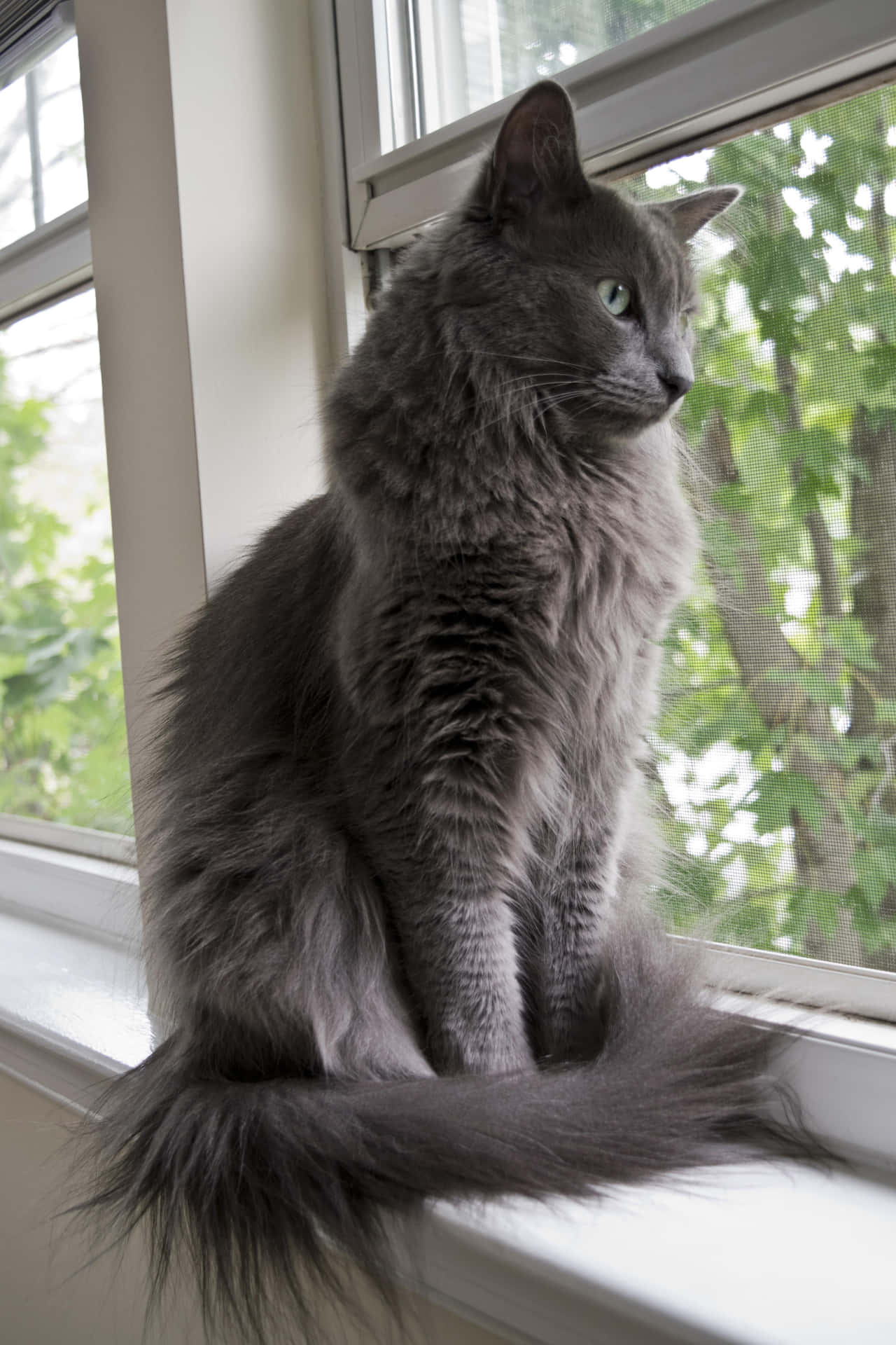 Caption: Nebelung Cat Relaxing in a Warm Atmosphere Wallpaper