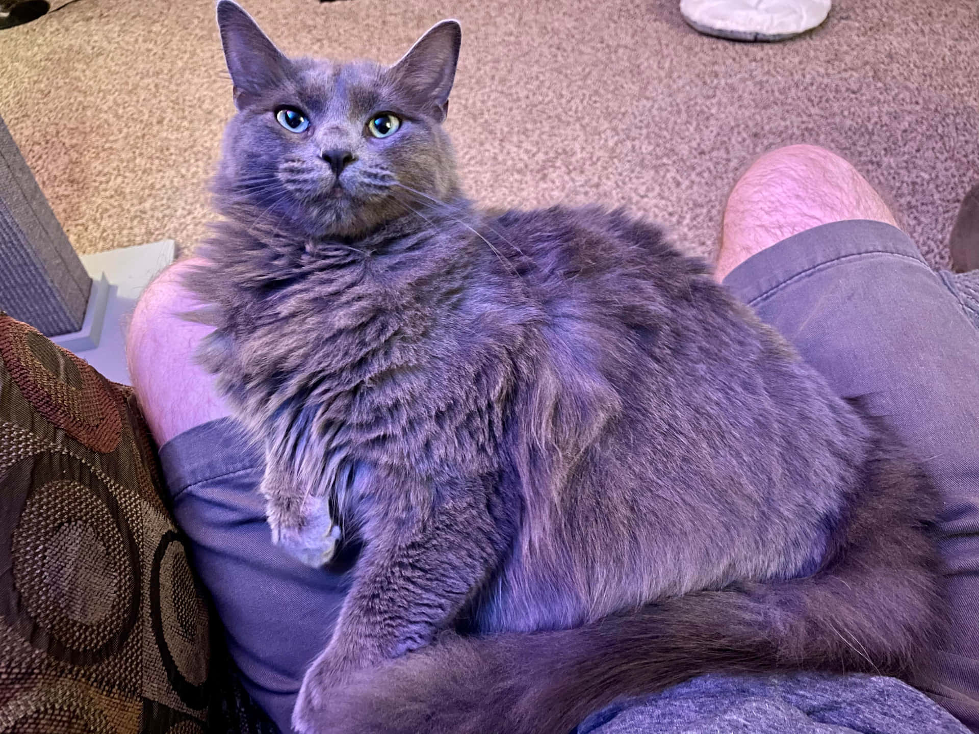 Beautiful Nebelung cat lounging in sunlight Wallpaper