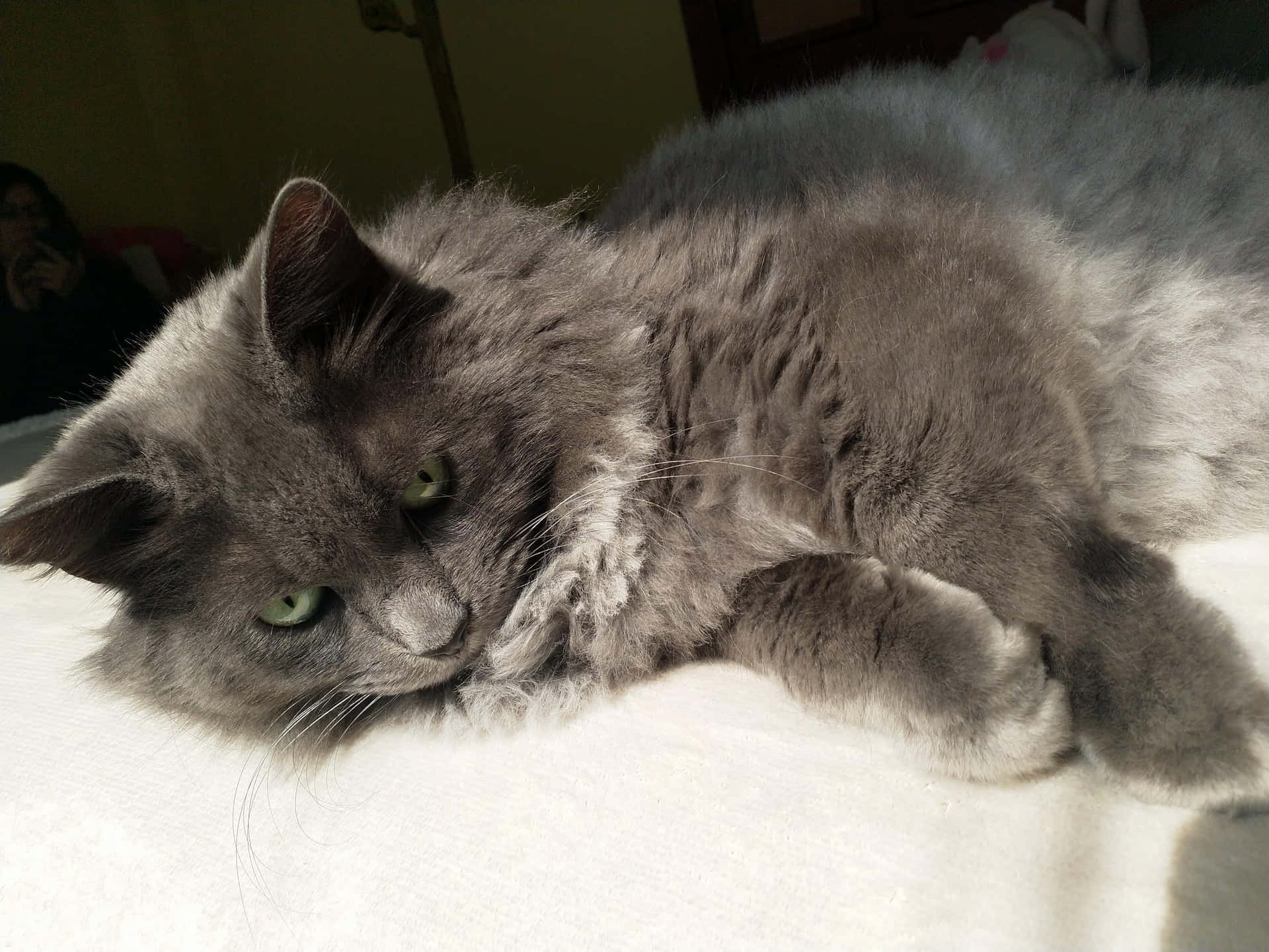 Majestic Nebelung cat resting gracefully Wallpaper
