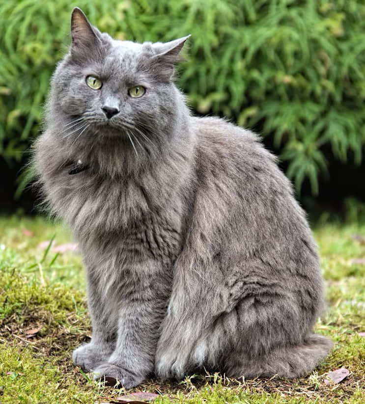 Beautiful Nebelung Cat Lounging in a Characteristic Pose Wallpaper