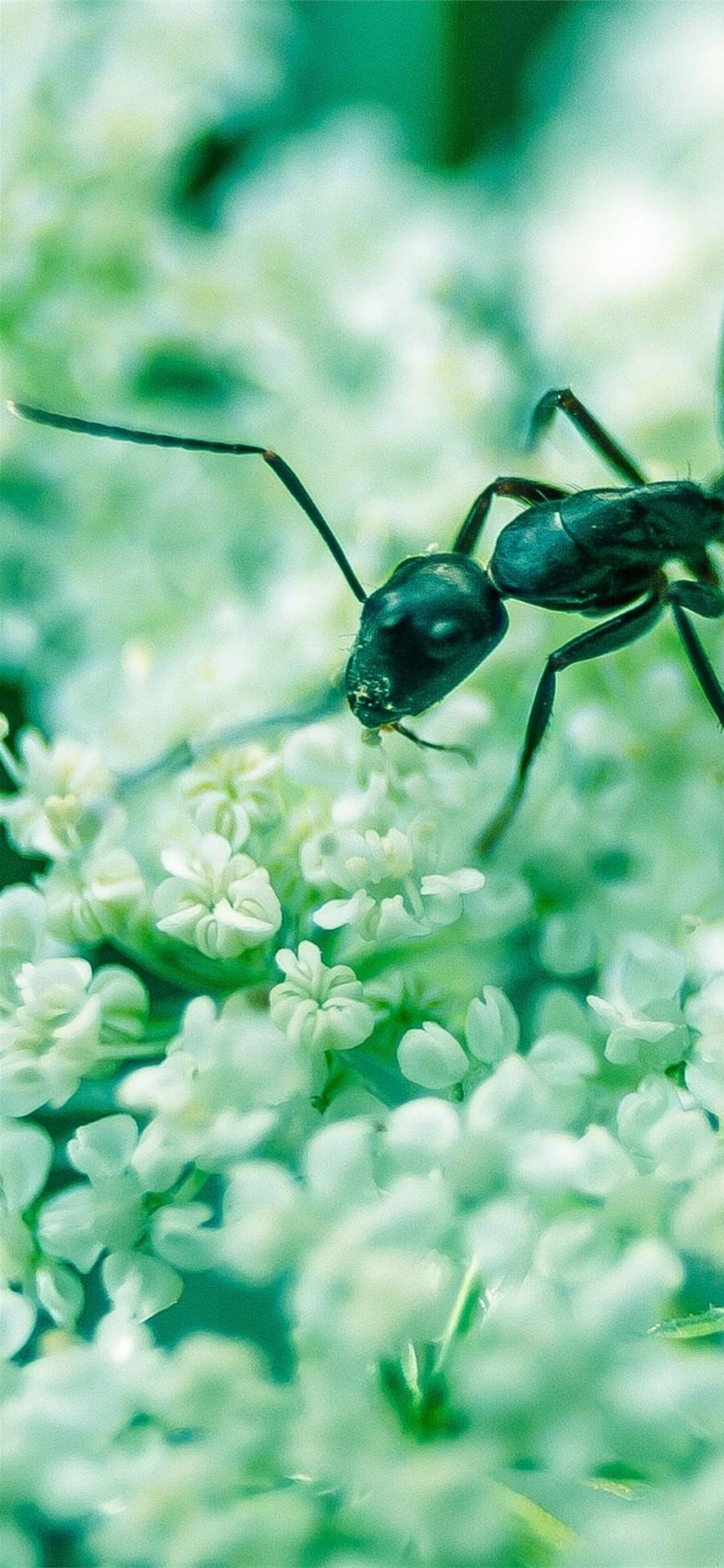 Nectar Ant Wallpaper