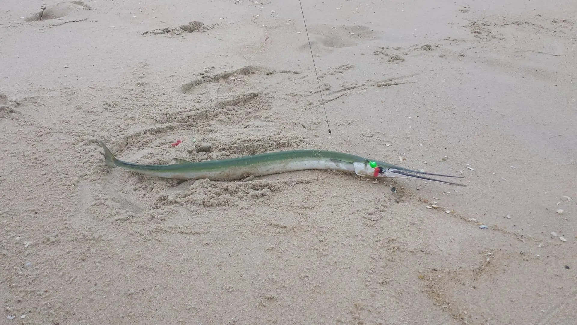 Needlefish_ Stranded_on_ Sandy_ Beach Wallpaper