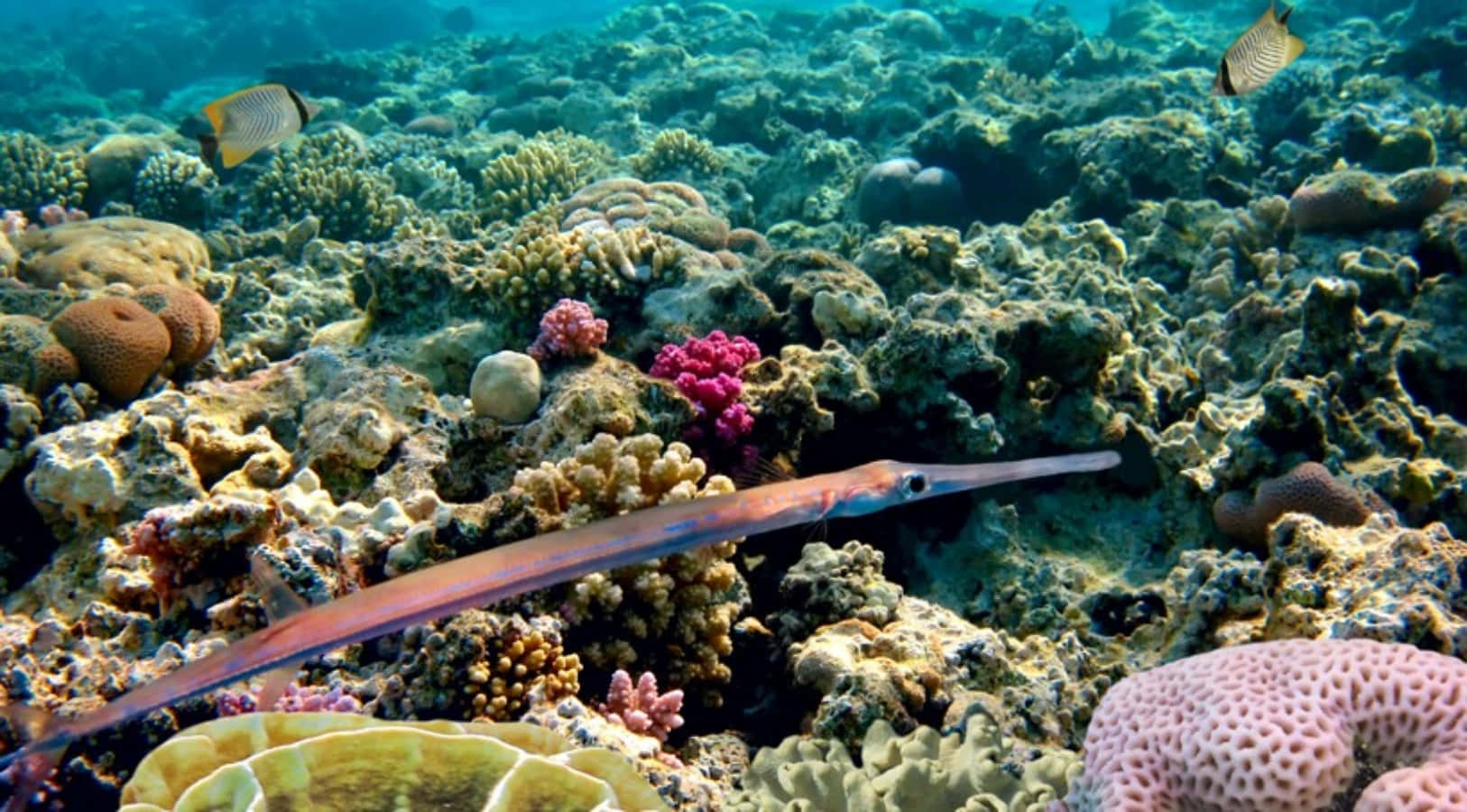 Needlefish Swimming Over Coral Reef Wallpaper