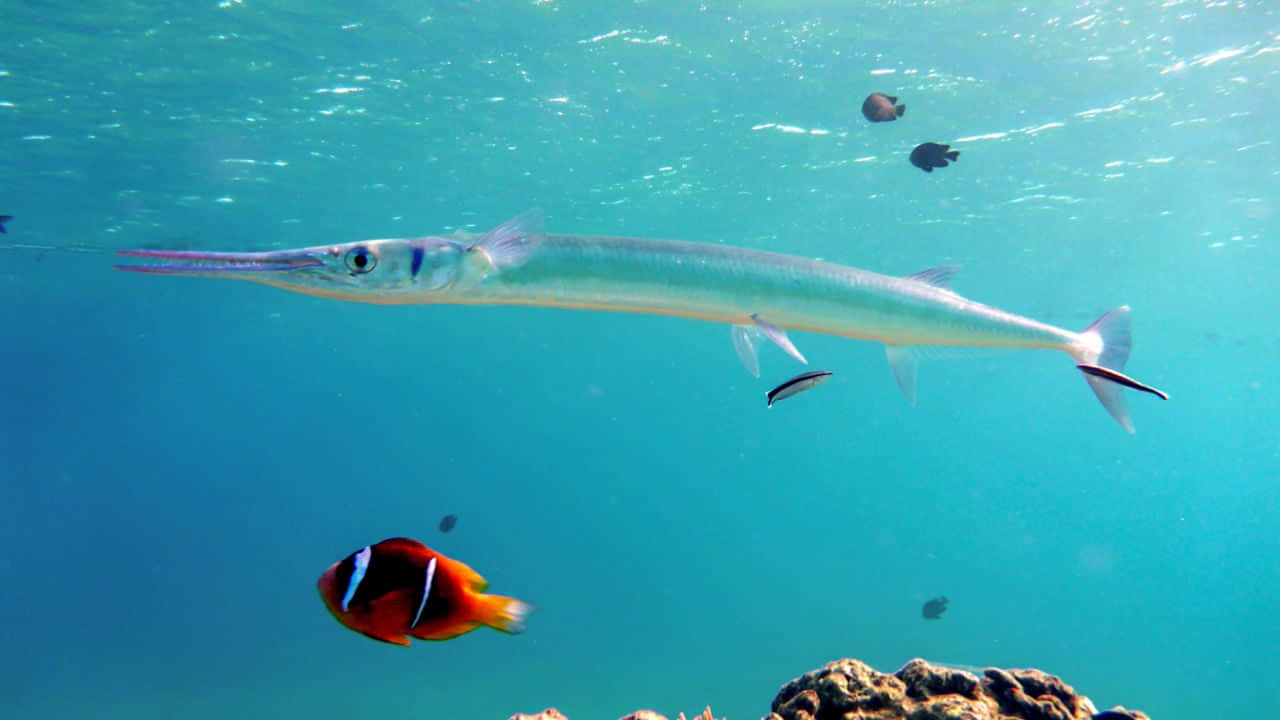 Needlefish Swimming Underwater Wallpaper