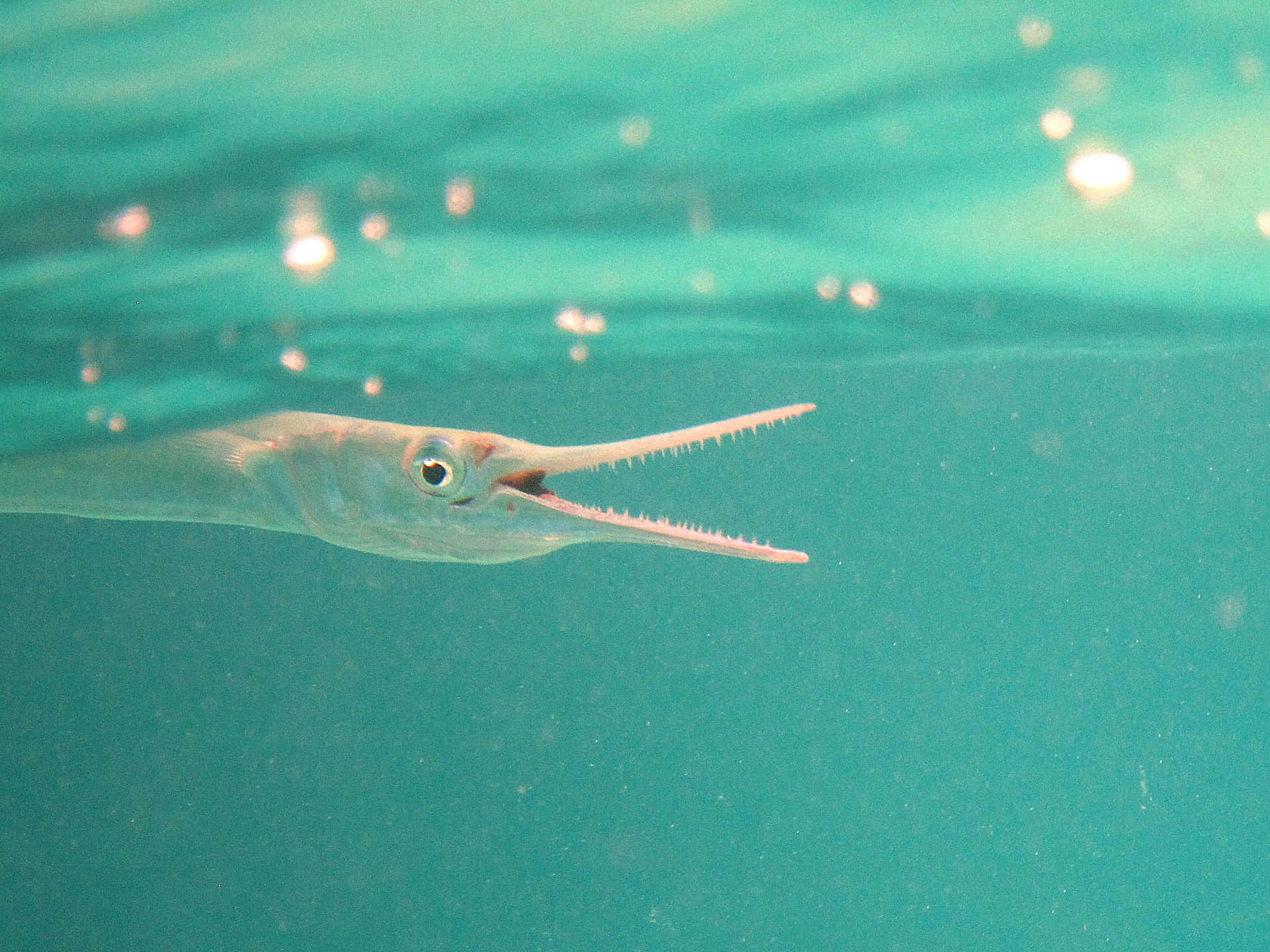 Needlefish Swimming Underwater.jpg Wallpaper