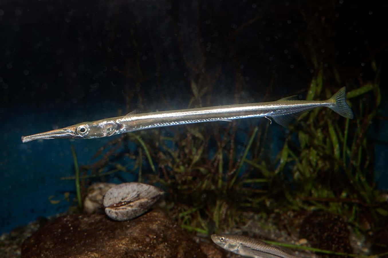 Needlefish Swimming Underwater.jpg Wallpaper