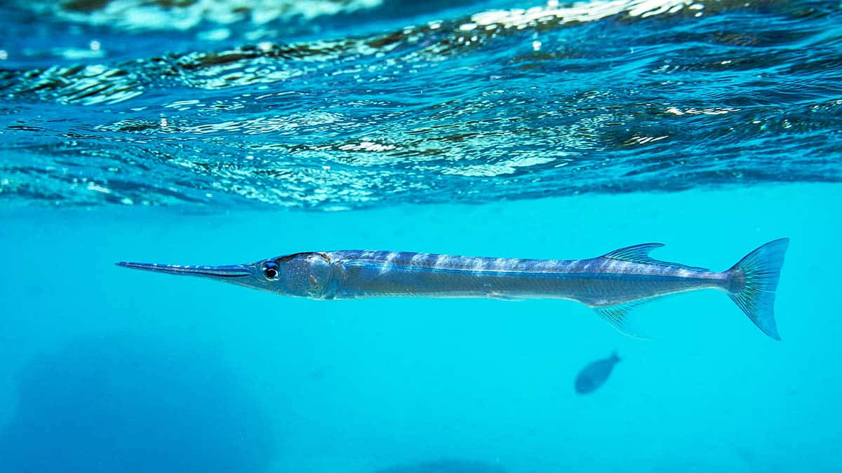 Needlefish Swimming Underwater.jpg Wallpaper