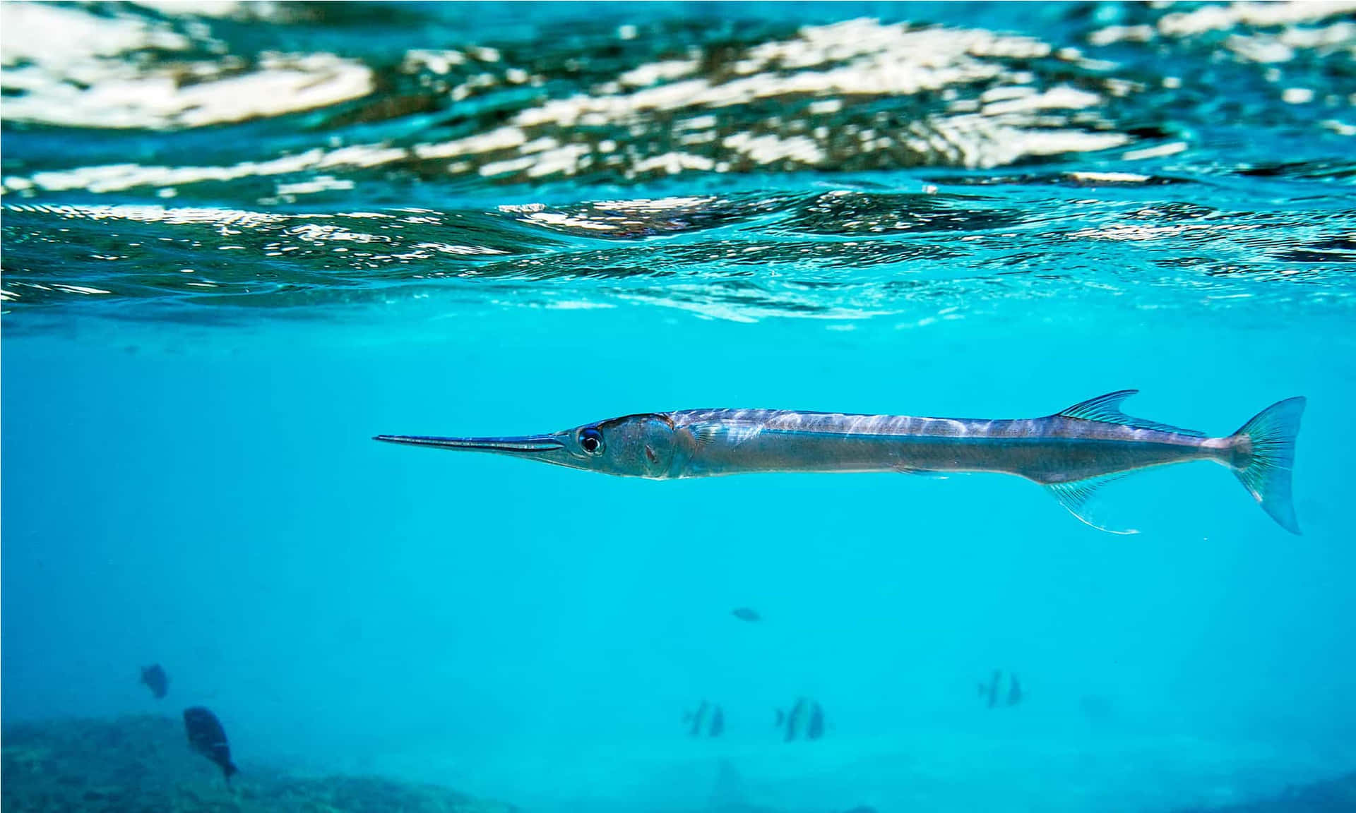 Needlefish Swimming Underwater Wallpaper