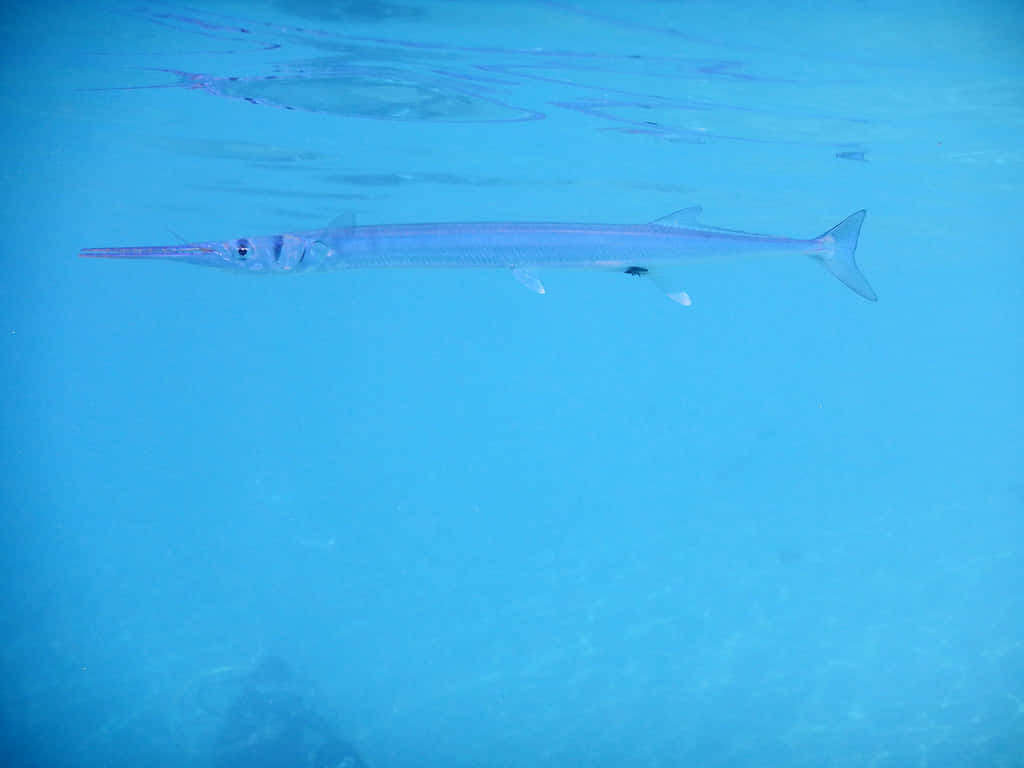 Needlefish Swimmingin Clear Blue Water.jpg Wallpaper