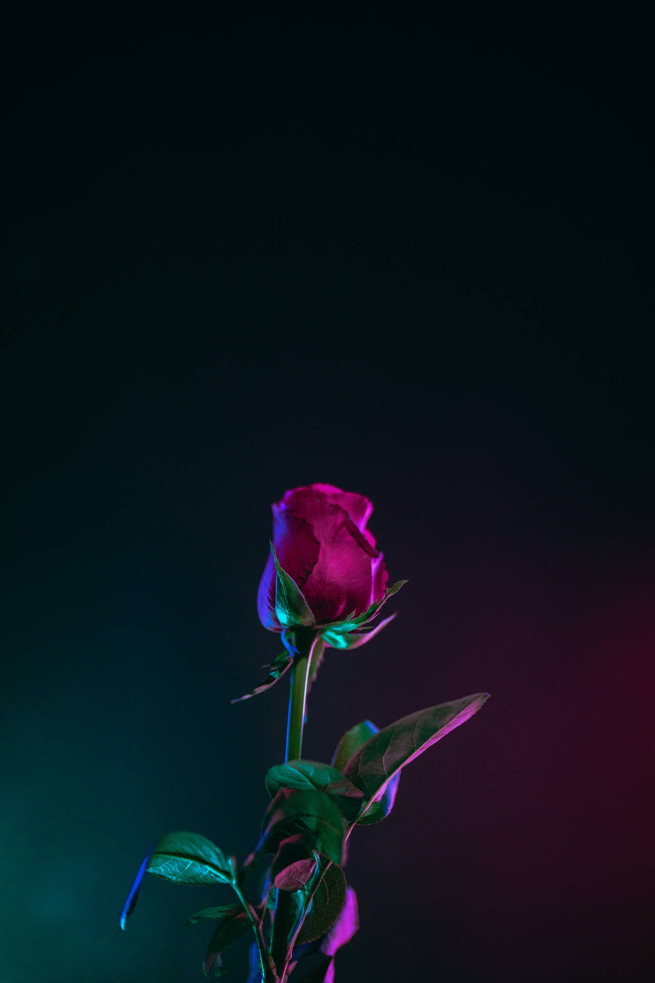 Teléfonocon Imágenes En Alta Definición De Flores En Estética Neón Oscuro. Fondo de pantalla