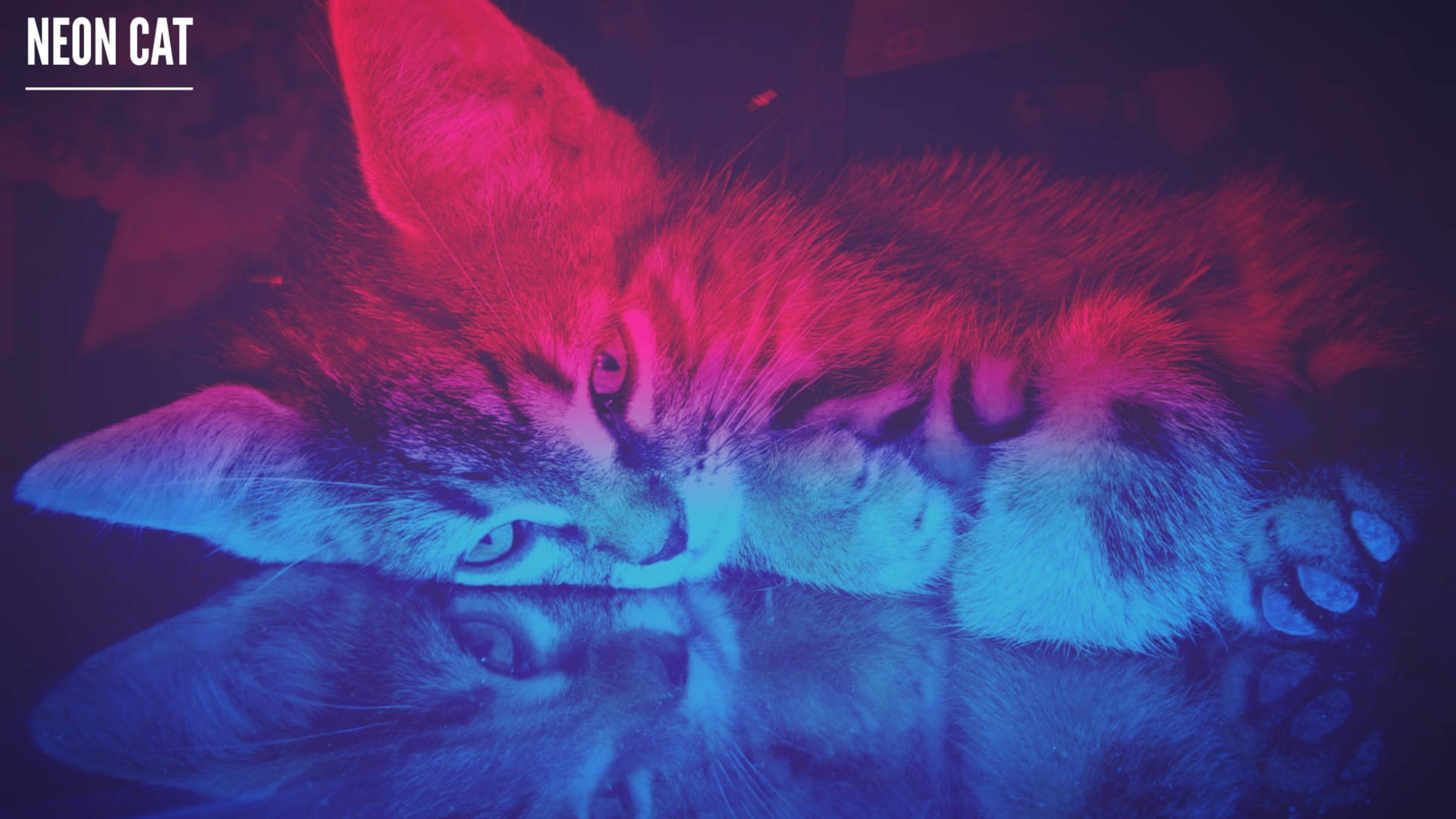 Neon Aesthetic Laying Down Cat Wallpaper