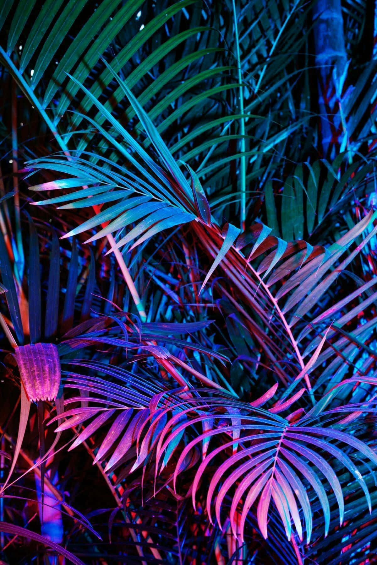 A Palm Tree With A Light On It Wallpaper