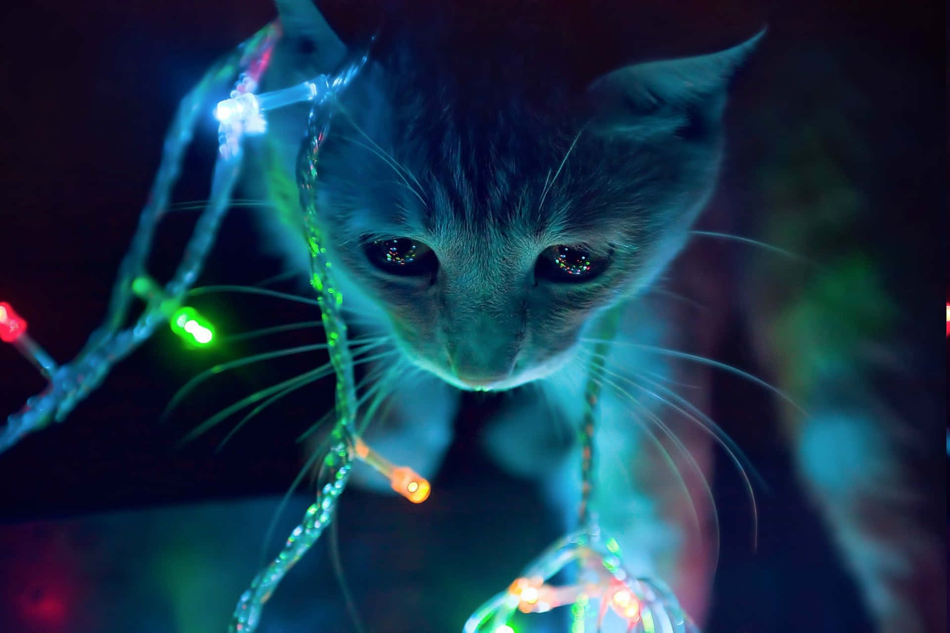 Neondjur Katt Med Älvor Ljus. Wallpaper