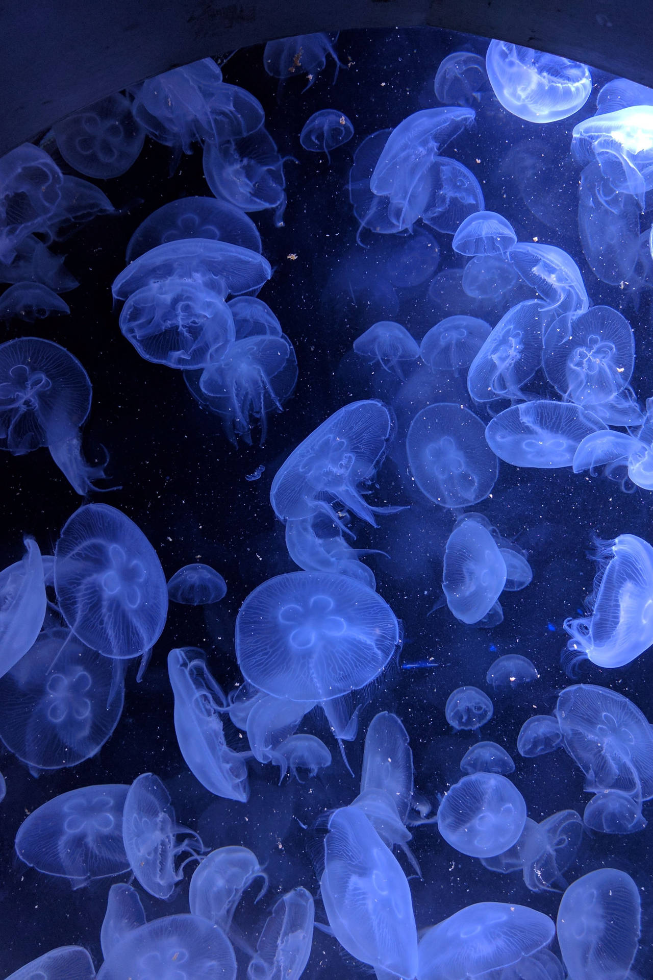 Neon Blue Aesthetic Glowing Jellyfish Wallpaper