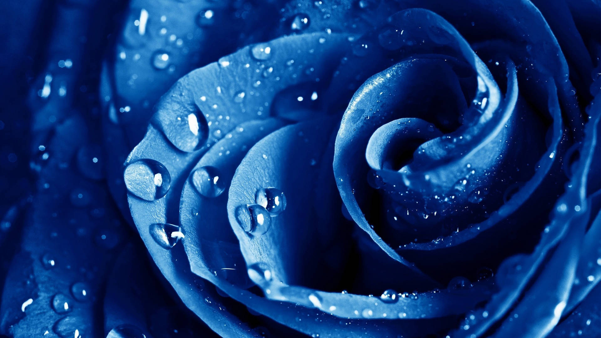 Neon Blue Aesthetic Rose Water Droplets Wallpaper