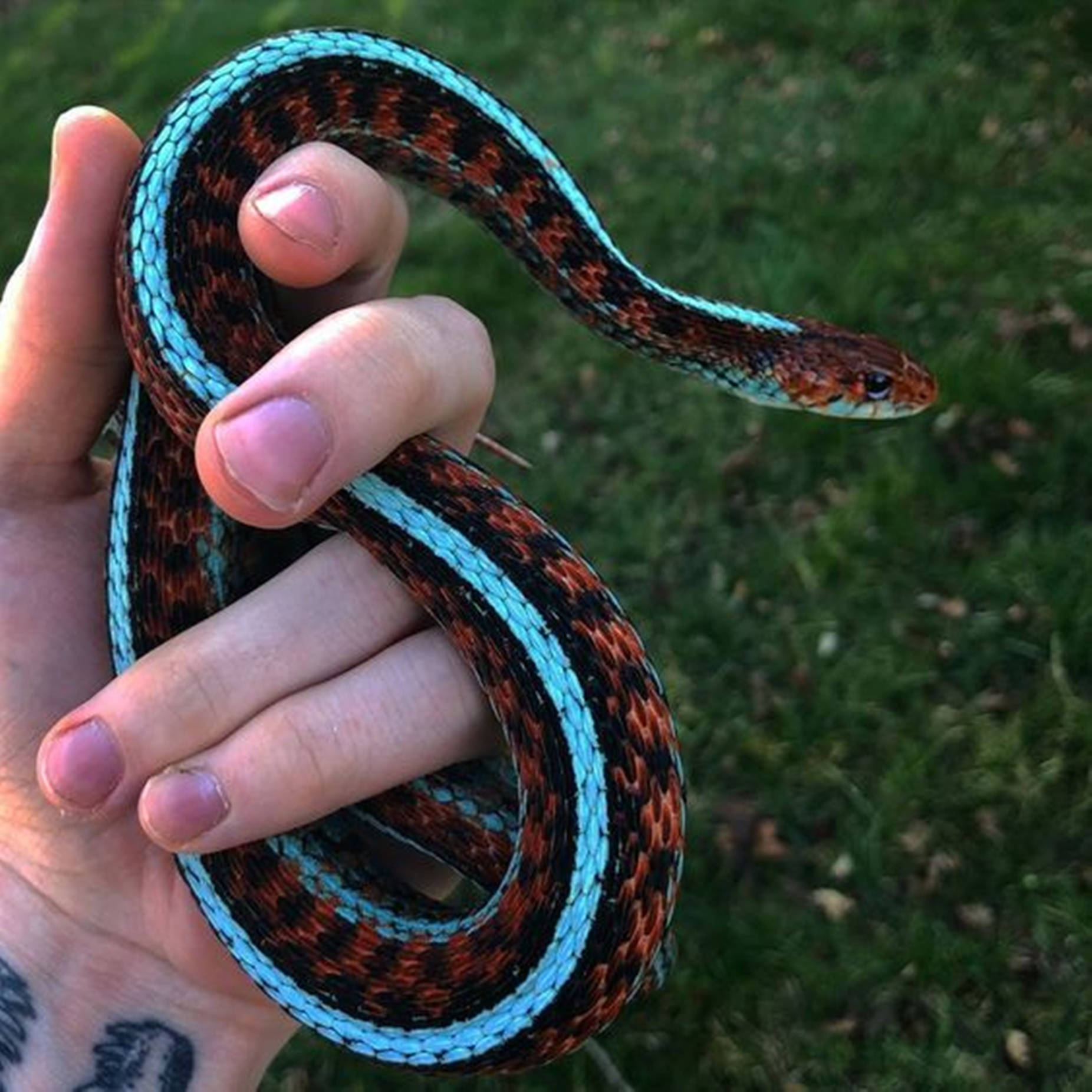 Vibrant Neon Blue California Garter Snake Wallpaper