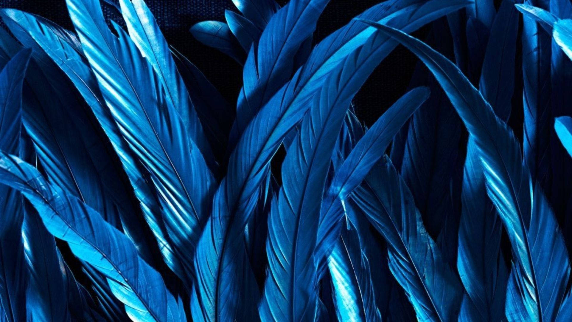 Neon Blue Feathers Wallpaper