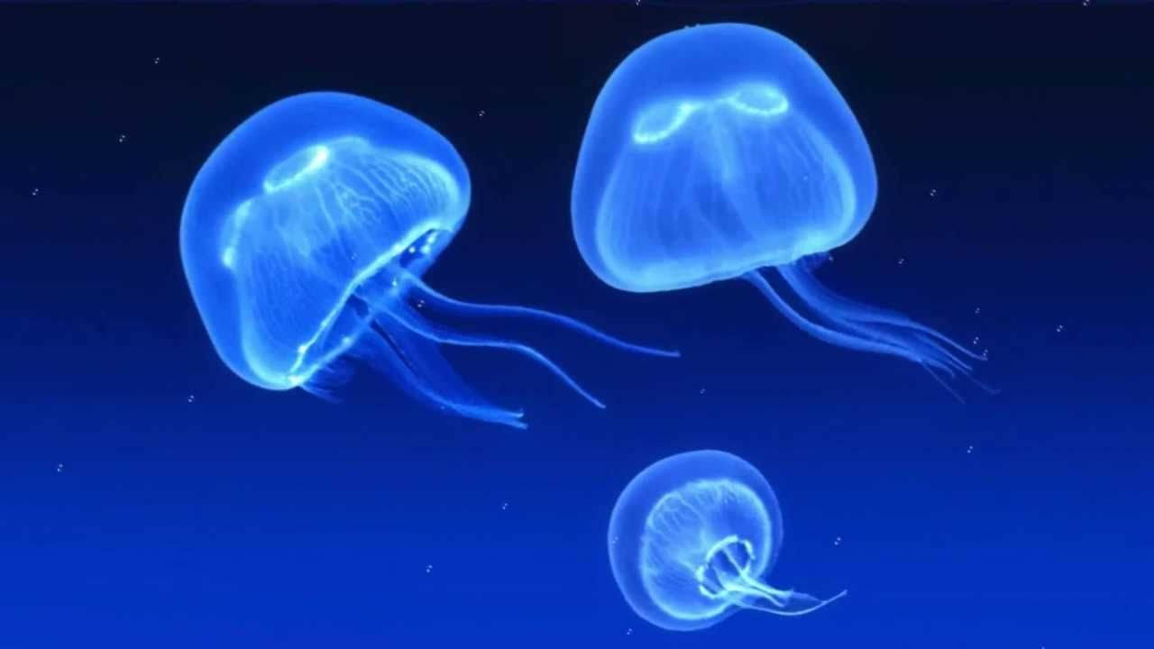 Neon Blue Jellyfish Background
