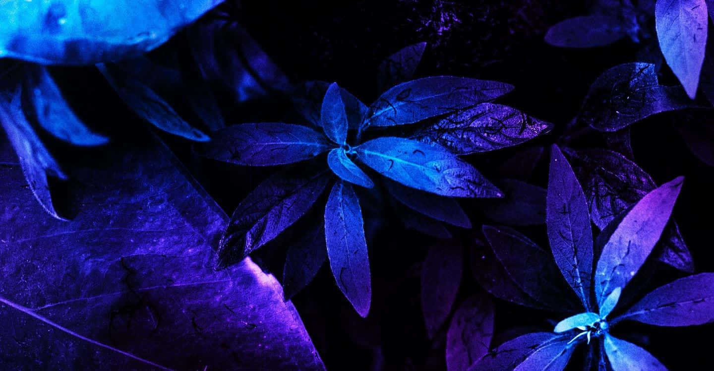 Neon Blue Leaves Nature Art Wallpaper